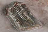 Five Trilobites (Four Species) in Association - Jorf, Morocco #334862-7